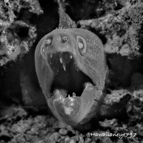An eel with its mouth agape in a black and white photograph. It has round eyes and protruding nostrils.