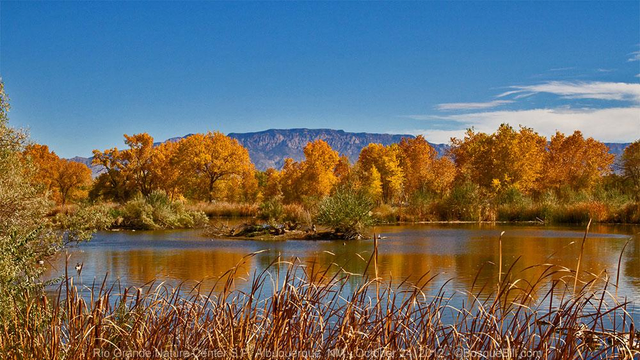 View of a small, still pond reflecting a line of autumn orange cottonwood trees beyond which can be seen a broad mountain peak. Dried reeds line the foreground. Blue sky with low clouds at right.
©BosqueBill.com