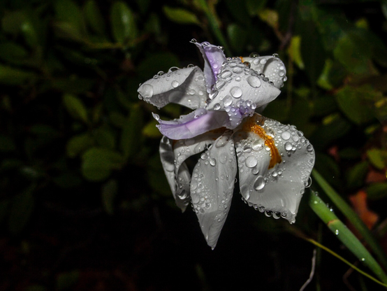 The image showcases a close-up of an iris with droplets of water adorning its petals. The petals are predominantly white with subtle purple accents, and a striking orange stripe runs through the center. The flower's surface is textured with numerous water droplets, giving it a fresh, glistening appearance. The background is a soft blur of dark green leaves.