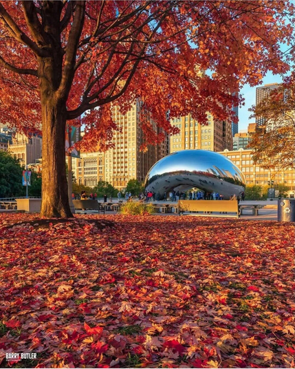 Photo of an autumn day in Chicago, Illinois, USA. In the foreground is a solid cover of red, orange, and brown leaves across the large grassy area, with a tall tree to one side, its leaves in matching colors. In the distance, a shiny, smooth, silver metal object can be clearly seen. It's the famous Chicago street sculpture landmark called "The Bean."