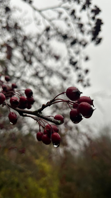 Rain droplets on Hawthorn berries.