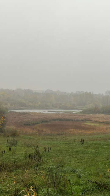 A photo of the lake and marsh, it's rainy and mist shrouded trees can be seen in the background.