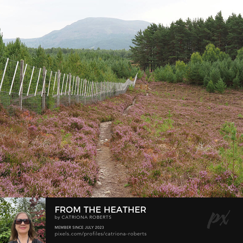 Coloured photograph featuring the design- 

From the Heather to the Mountain.

I took this photo during a lovely summer nature walk through the Scottish Highlands. 

Features a narrow single track winding through a field of purple heather, bordered by a fence and leading towards Pine trees. 

In the background, a mountain watches under a subtle sky. 

Click links on the main post for options.
