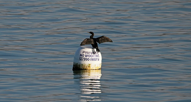 Sunning on the buoy in the bay. #bird #birds #seabird #nature #naturephotography #photography #photo #birdsofmastodon #tacoma #sunny #sunnyday 