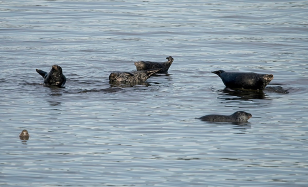 Bonus monday picture the Sea Lion Family #sealion #seal #nature #naturephotography #photo #photography #tacoma 