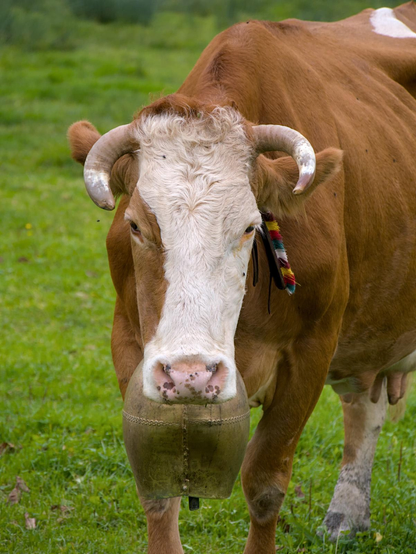 A close up of a cow with a beautiful cow bell.