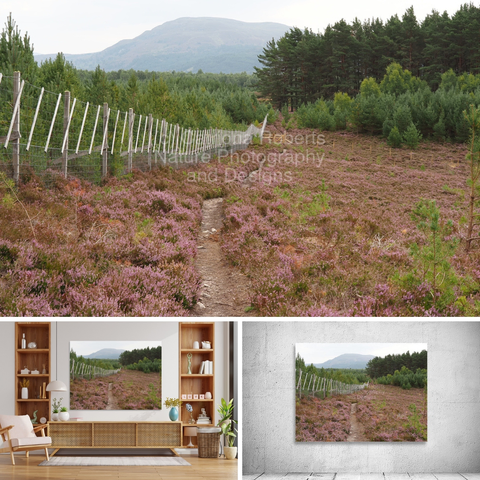 Above coloured photograph featuring the design- 

From the Heather to the Mountain. 

Lower left design on a Canvas Print on a wall above a living room unit.

Lower right design on a Canvas Print on an exhibition wall. 

I took this photo during a lovely summer nature walk through
the Scottish Highlands. Features a narrow single track winding through a field of purple heather, bordered by a fence and leading towards Pine trees. 

In the background, a mountain watches under a subtle sky. 

Mockups combined in a grid format in canva.com 

Click links on the main post for options.

