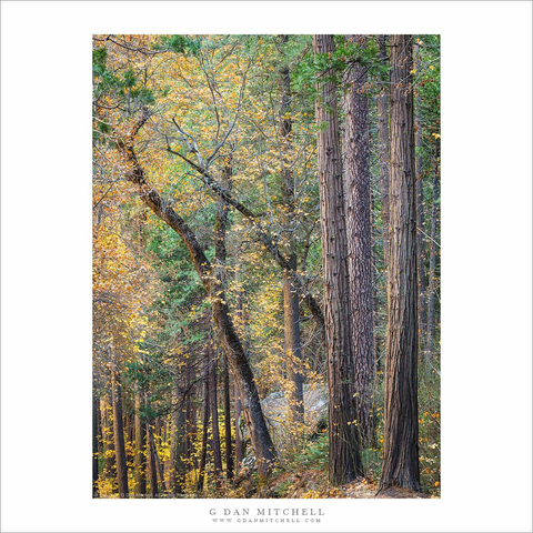 Yosemite Valley autumn forest scene