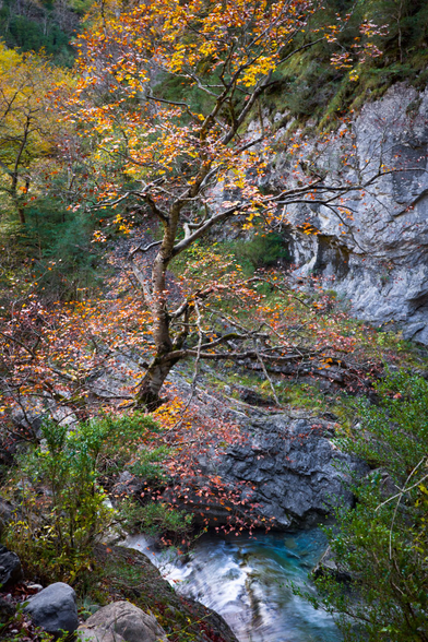 Fotografia de un paisaje. Abajo un río discurre con aguas rápidas sobre el un arbol se alza cruzando el cuadro, sus ojas naranjas, amarillas y rojizas, tras el el otro lado del cañón con paredes de roca viva a la izquierda se aprecia la vegetacion del bosque del otro lado de ña orilla.
