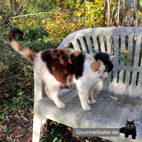 Katze auf Gartenbank