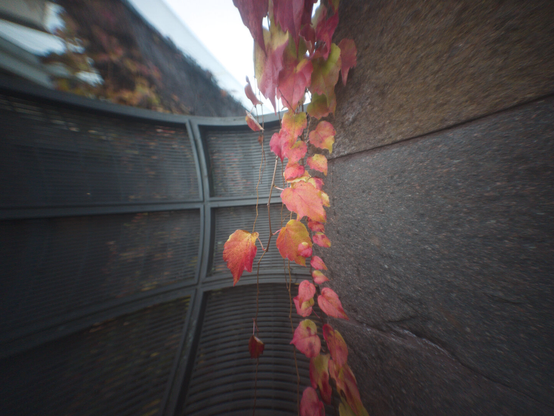 "defished photo of a c-mount lens, that depicts red leafes