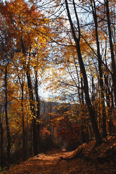 A moody photo of a path in the woods. Sunlight dapples through the yellow and orange leaves. Trees form a frame around the path.