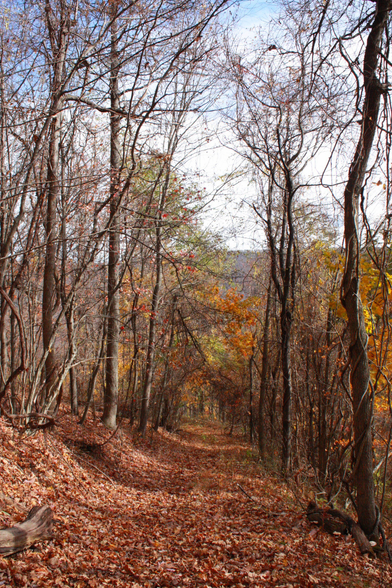 A footpath is covered in leaves. Bare trees form a sort of living fence on either side of the footpath. Some yellow, red, and green leaves can be seen in the background.