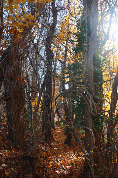 In this photo trees are close together creating an almost wall of living things. A footpath can just nearly be seen going through the center of the photo. Sunlight coming in from the right of the frame.