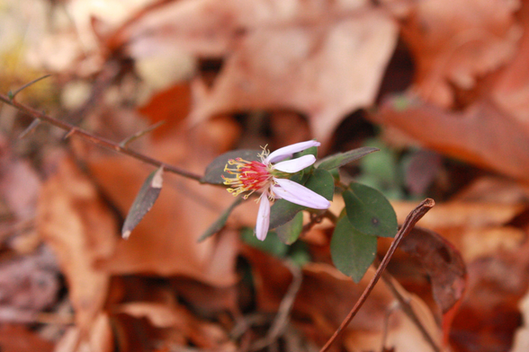 A detailed photo of some sort of aster flower. Light pink/lavender petals surround a deep pink center with bright yellow stamens. The plant is surrounded by dead brown leaves.