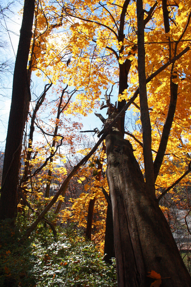A photo of a dead tree trunk that is leaning away from the viewer. Sunlight illuminates yellow leaves in the background.