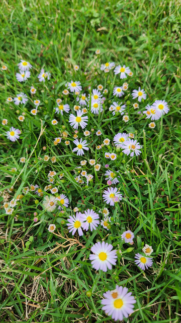 A close-up image shows a cluster of small, delicate, daisy-like flowers growing in bright green grass. The flowers are white to pale lavender/light purple, each with a bright yellow center. They are scattered densely throughout the frame, surrounded by blades of grass and some other tiny flower buds and seed heads. The perspective is looking down into the patch of flowers, emphasizing the contrast between the vibrant colors of the blooms and the lush green background. The lighting is bright, illuminating the texture of the grass and the details of the flower petals.