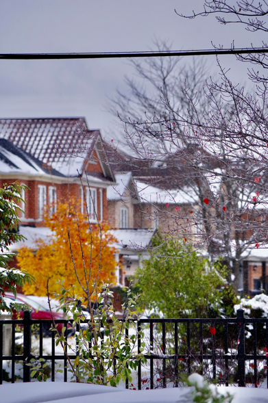 Pretty sparse autumn colours on trees and bushes on streets near fences for houses after a snowfall.