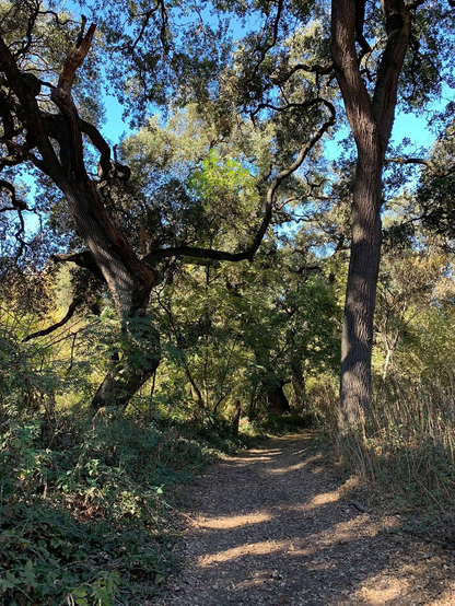 A pair of oaks frame a hiking trail through the trees and brush.