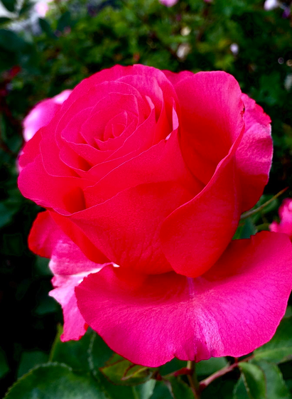 Vibrant pink red rose