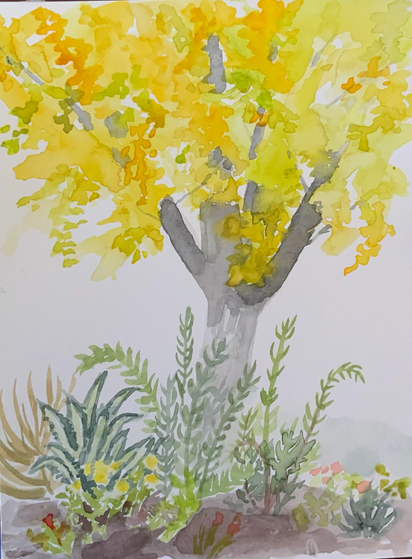 A bright yellow autumnal ginkgo tree with succulent plants in front of it, depicted in watercolor. 