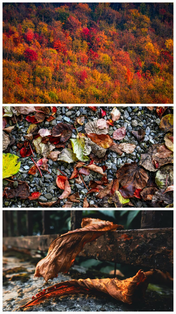This is a horizontal triptych.
On the top we have a vibrant autumn forest with dense trees in red, orange, yellow, and green colours - all closely packed together.
The middle photo is a close-up of a gravel path with scattered, colorful fallen leaves in shades of red, brown, and yellow. 
And the bottom photo is a close up of brown, curled leaves resting on a dark, textured stone wall. The top leaf is curled around the iron bar fence.
