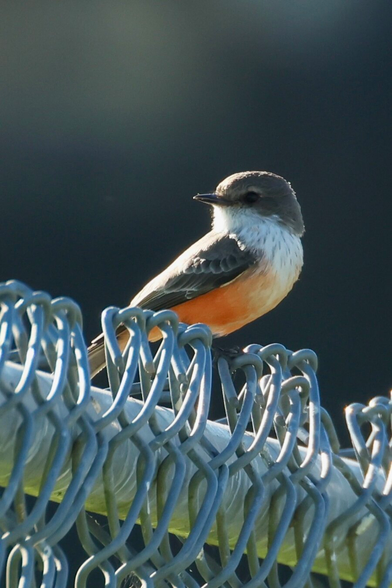 a pretty bird with a crimson breast on a chain link fence.