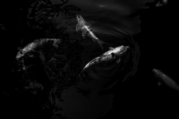 The presence of koi fish within a pond environment.