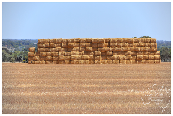 A wide angle, horizontal photograph of a massive, tall, rectangular stack of golden brown hay bales stretching across the middle ground.

The bales are tightly packed, forming a uniform wall. In the foreground is a large expanse of harvested, dry, stubble filled field.

The background features a distant line of green trees and scrub, with the light-blue, clear sky dominating the upper third of the image. The photo is signed 'Kev Peirce' in the bottom left corner.