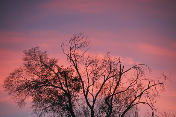 Silhouetted treetops with sparse leaves and fine, twisting branches stretch across a sunset sky washed in pink and violet, the soft clouds glowing behind the dark, lacy canopy.
