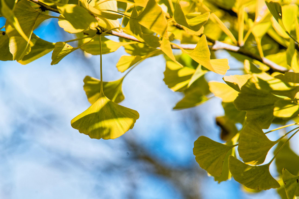 The upper right side of the diagonal is filled with yellow-fan shaped leaves and the lower left is blurry blue and white with what must be the trunk of a tree there