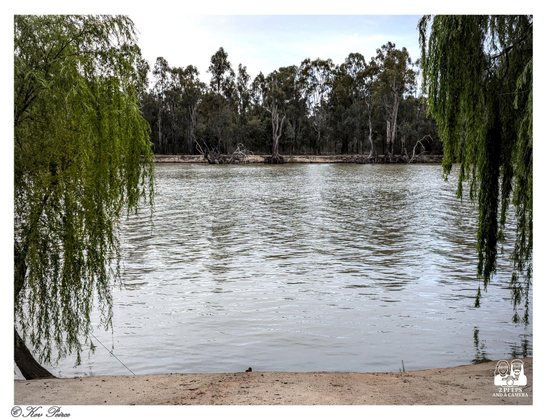 A tranquil horizontal photograph looking across a wide river, likely the Murray, from a sandy bank.

The scene is naturally framed on the left and right by the drooping green foliage of weeping willow trees.

A dense line of tall, thin gum trees marks the distant riverbank.