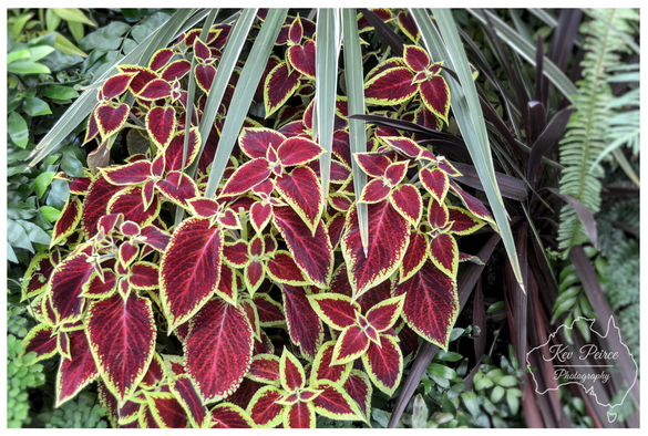 A close up shot of Coleus plants with deep burgundy red leaves sharply edged in a thin line of bright lime-green.

The Coleus is surrounded and partially shaded by the long, spiky, pale green fronds of a Cordyline plant.

Other dark green and purple-leafed plants are visible in the background, creating a dense, rich display of tropical foliage.