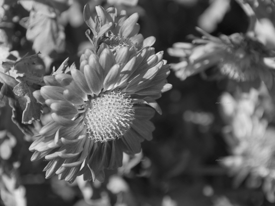 Flower, closeup, black and white, photo