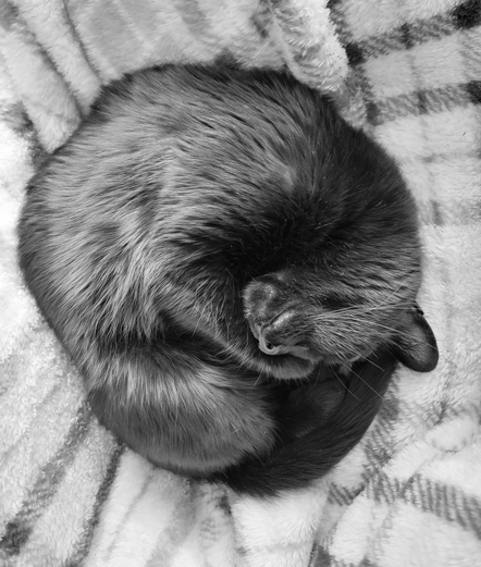 A black and white, top-down photograph of a curled-up black cat named Brannagh, sleeping on a soft, light-colored blanket with a plaid design. Brannagh is curled into a tight ball, with her face tucked under, and her fur appears thick and glossy. The blanket's texture is visible, creating a cozy and comforting scene.
