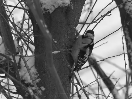 Bird, closeup, black and white, photo