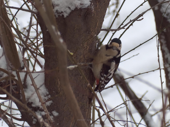 Bird, closeup, color, photo