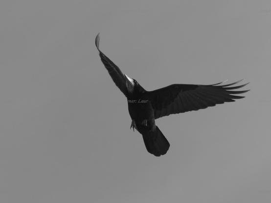 Bird, closeup, black and white, photo