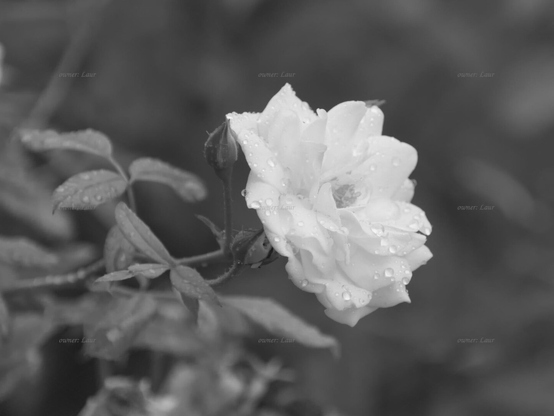 Rose, closeup, black and white, photo