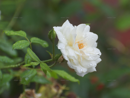 Rose, closeup, color, photo