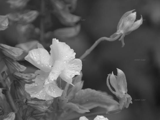 Flower, closeup, black and white, photo