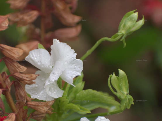 Flower, closeup, color, photo