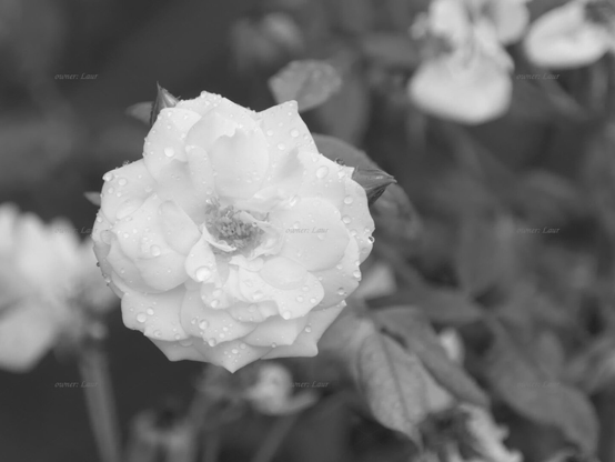 Rose, closeup, black and white, photo