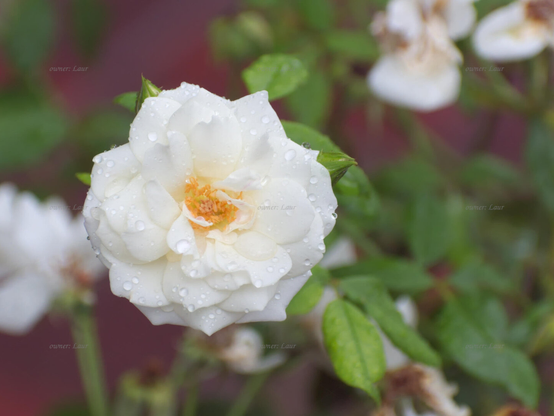 Rose, closeup, color, photo