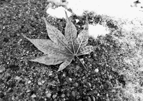 Black and white close-up shot of a maple leaf on a gritty, pebbly surface with patches of snow. The leaf is centered, with visible veins, a central stem, and several distinct lobes. The background is out of focus with a contrast of dark and light textures.
