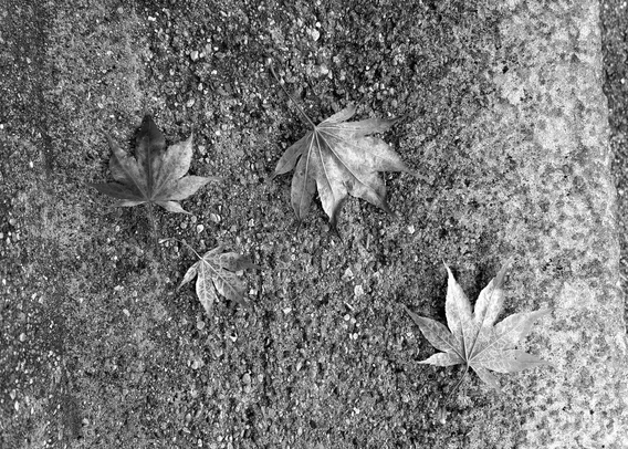 Black and white photograph of four fallen maple leaves on a textured, gravelly surface. The leaves are clustered towards the center of the image and show detailed venation. The background surface is gray and appears to be a mix of small stones and a more solid, concrete base.