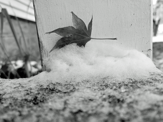 A black and white close-up shot of a maple leaf resting on a snowy surface. The leaf is centrally positioned, with its stem extending to the right. The leaf is positioned in front of a vertical, wooden post. The snow is piled along the concrete step, just below the post. The focus is sharp on the leaf and the snow immediately around it, with the background elements, including the post, appearing slightly blurred. 