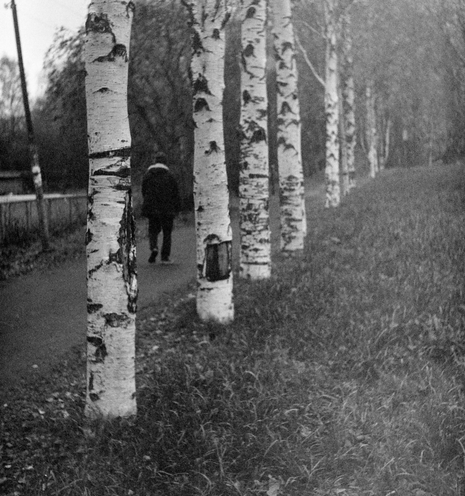 In a black-and-white photograph, a row of white birch trunks stretches into the distance. Behind the birches, a path is visible, with a person walking along it. In front of the birches, there is dry grass.