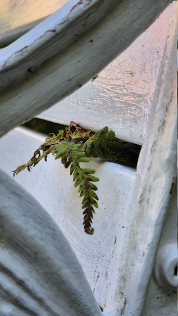 Nahaufnahme eines kleinen Farnblatts, das durch einen Spalt zwischen zwei horizontal verlaufenden weißen Brettern der Rückenlehne einer Sitzbank wächst. 
