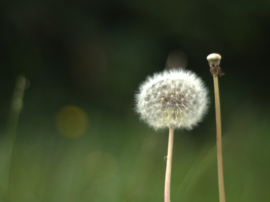 Dandylion in colour